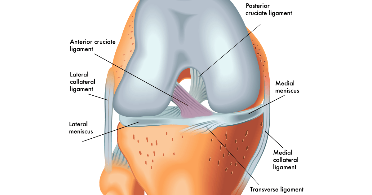 Ligament - ACL at CardioFlex Therapy