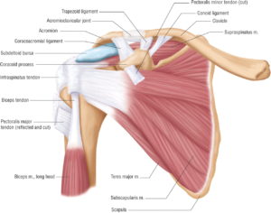  Shoulder muscles bones and ligaments - CardioFlex Therapy