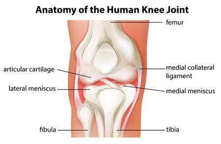 knee-anatomy CardioFlex Therapy Davie Florida